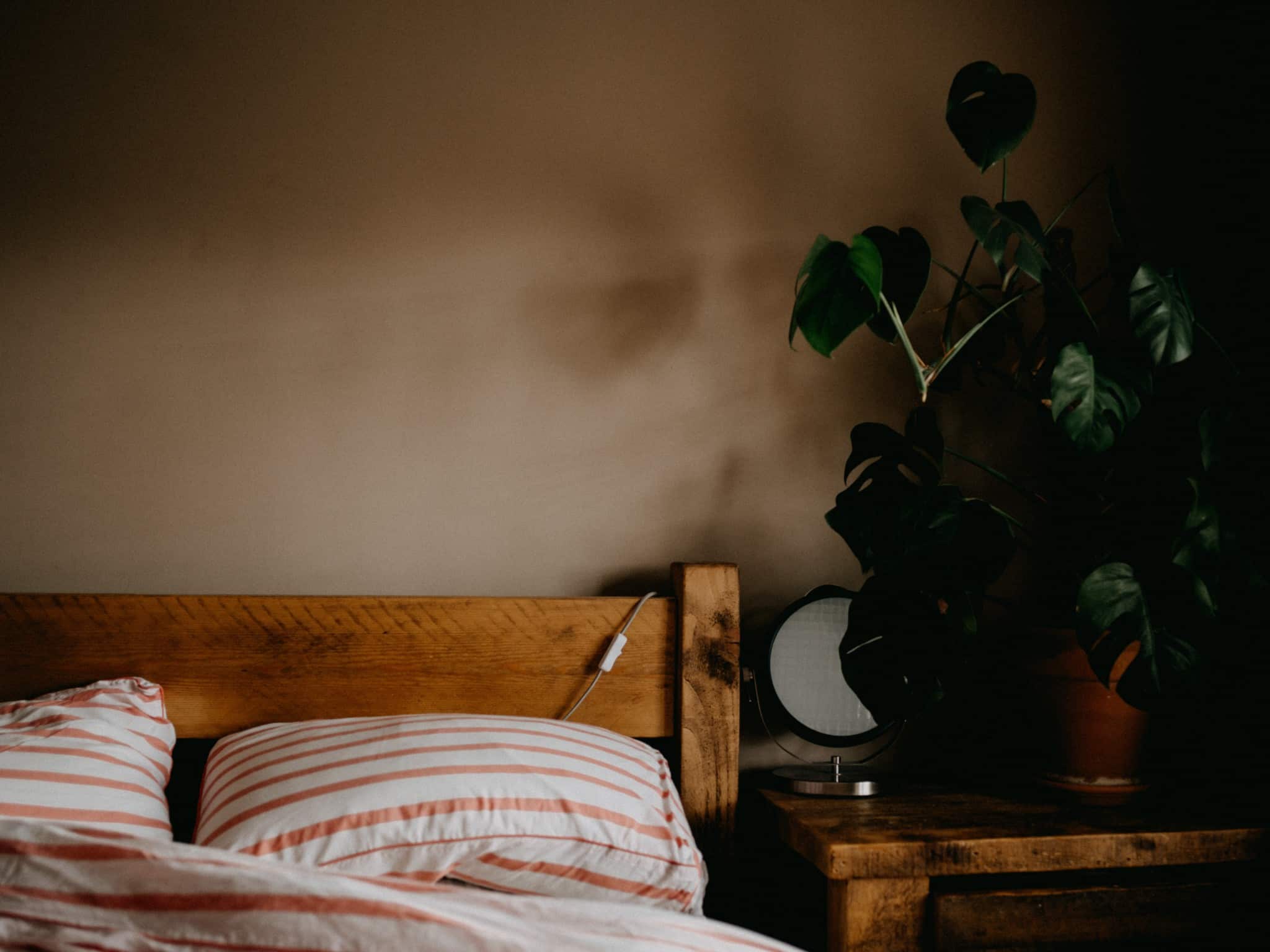 green plant on brown wooden table