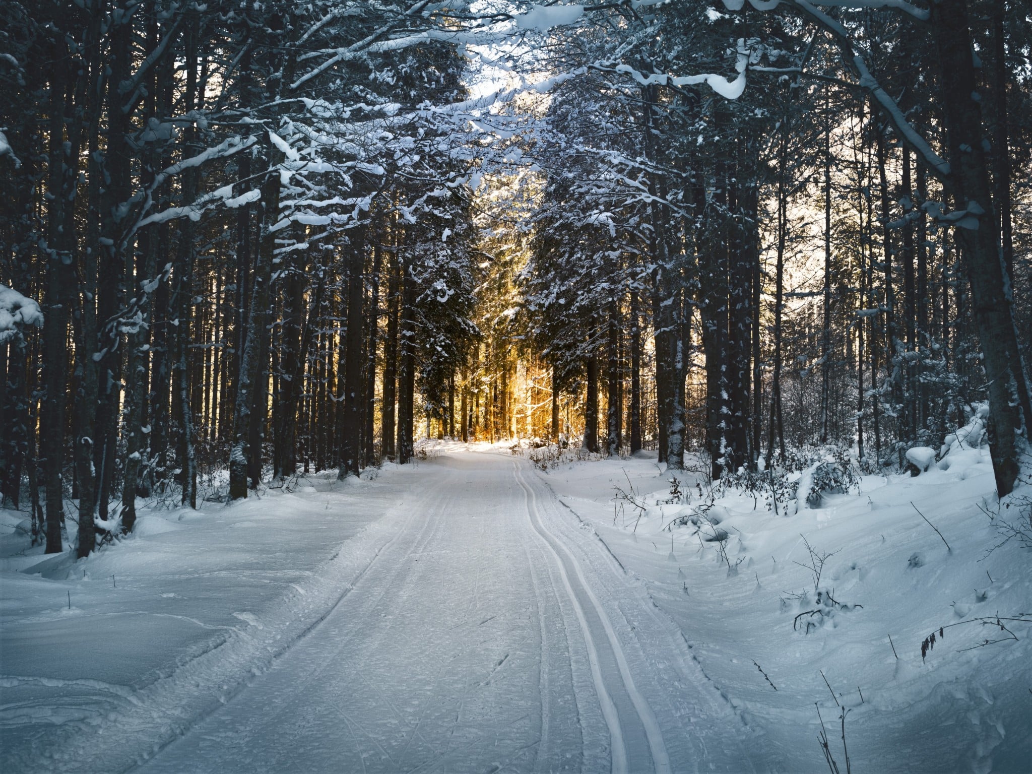 a road surrounded by trees, with snow on the ground
